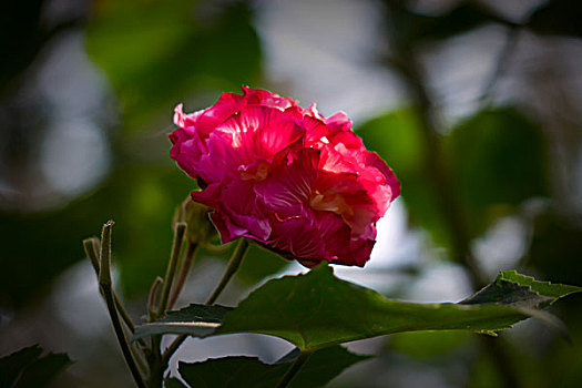 美丽的芙蓉花,木芙蓉,拒霜花,木莲,地芙蓉,华木