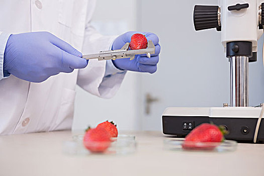 科学家,测量,草莓