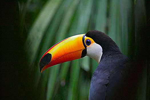 托哥巨嘴鸟,南美,巴拿马