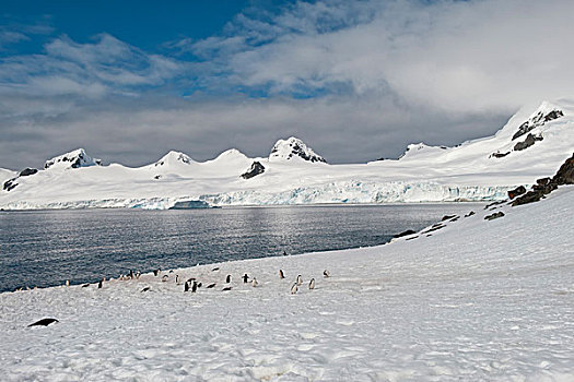 帽带企鹅,南极企鹅,半月,岛屿,南,设得兰群岛,南极半岛
