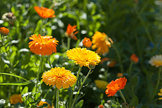 黄色,橙色,金盏花,花,花园,夏天