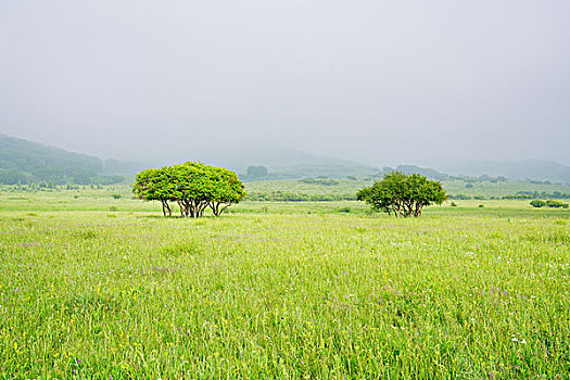 草原,牧场,高原,绿树,云雾