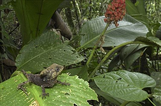 鬣蜥蜴,栖息地,哥斯达黎加