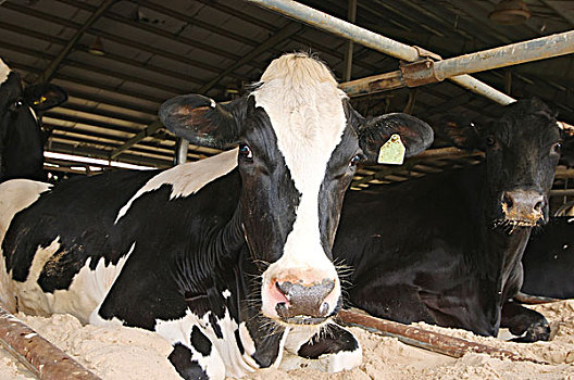 母牛,乳牛场,靠近,威斯康辛,美国