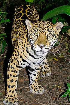 美洲虎,美洲豹,热带雨林,伯利兹,中美洲