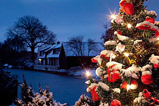 荷兰,圣诞树,光亮,雪中,黄昏