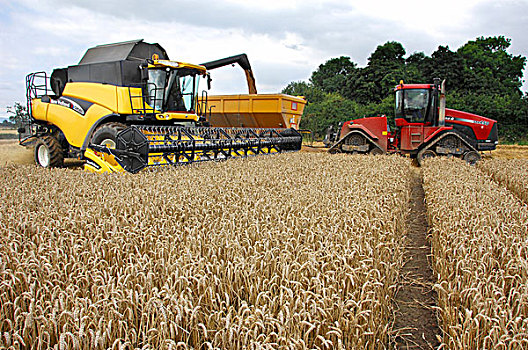 小麦,收获,联合收割机,收割,卸载,拖车,柴郡,英格兰,英国,欧洲