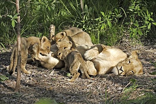 狮子,豹,雌狮,护理,幼兽,南非