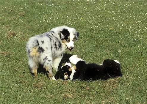 澳洲牧羊犬