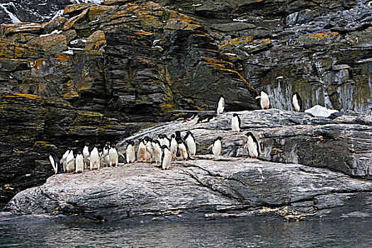 阿德利企鹅,群,岩石上,南,奥克尼群岛,南大洋