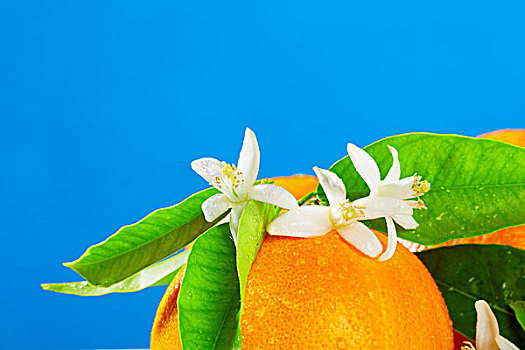 橘子,橙花,花,春天,蓝色背景,背景