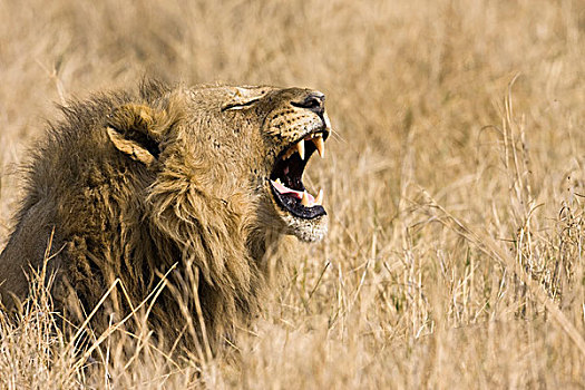 奥卡万戈三角洲,博茨瓦纳,特写,雄性,狮子,叫
