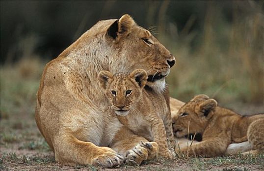 狮子,女性,马赛马拉,肯尼亚,非洲