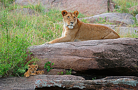 狮子,成年,女性,两个,幼兽,石头,马赛马拉,肯尼亚,非洲