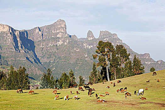 牧群,放牧,靠近,高地,埃塞俄比亚