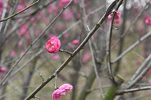 2017年2月1日,江苏省仪征市东园湿地公园内红梅盛开,俏迎鸡年春天