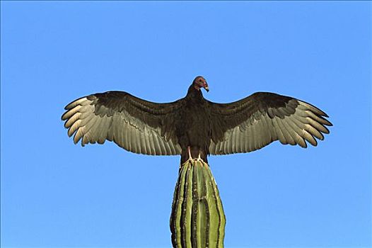 美洲鹫,红头美洲鹫,栖息,武伦柱,仙人掌,阳光,展翅,墨西哥