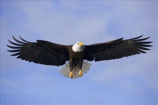 白头鹰,翱翔,飞行,东南阿拉斯加,通加斯国家森林
