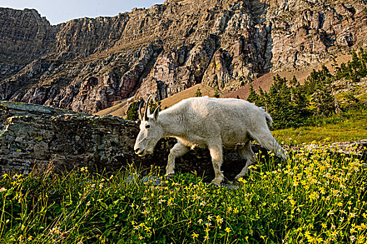 石山羊,雪羊,野花,隐藏,湖,小路,冰川国家公园,世界遗产,靠近,凯利斯贝尔,蒙大拿