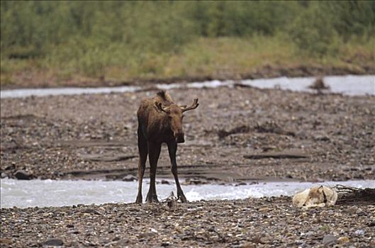 大灰狼,狼,攻击,驼鹿,美洲驼鹿,德纳利国家公园和自然保护区,阿拉斯加
