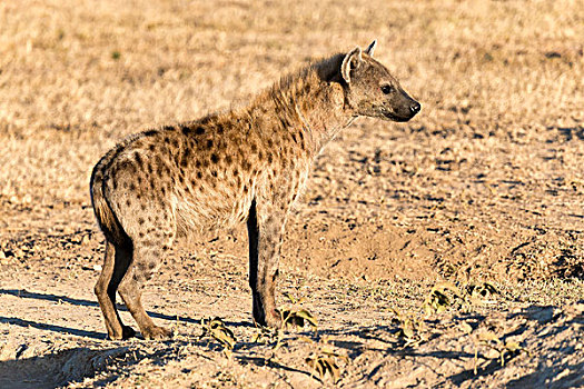 斑鬣狗,肯尼亚,非洲