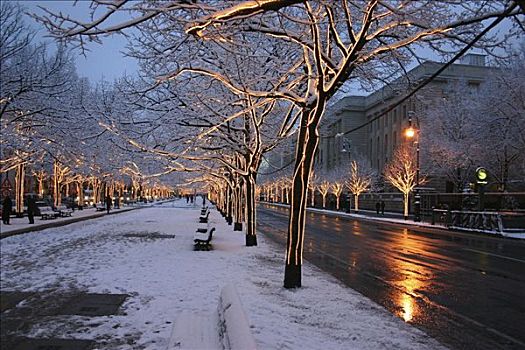 冬天,晚上,菩提树,柏林,德国