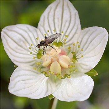 飞虫,花