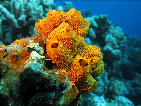 珊瑚礁,漂亮,橙色,海绵,仰视,热带,海洋,蓝色背景,水