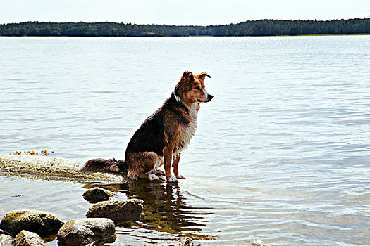 狗,坐,湖