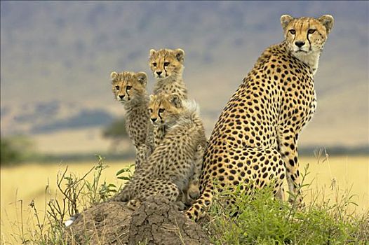 印度豹,猎豹,白蚁窝,马赛马拉国家保护区,肯尼亚