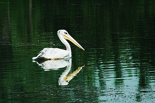翠湖湿地野生动物