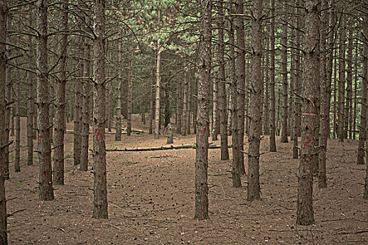 常青树,树干,树林,安大略省,加拿大