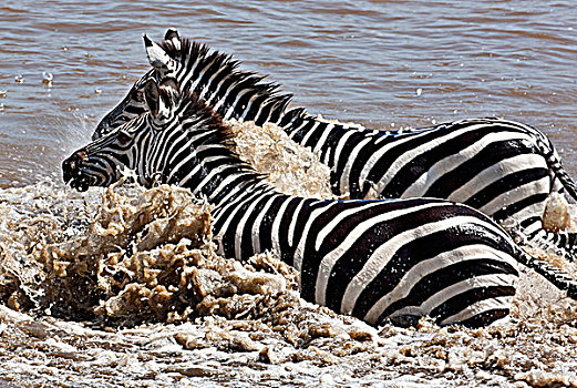 斑马,马拉河,角马,迁徙,塞伦盖蒂国家公园,坦桑尼亚北部,马赛马拉国家保护区