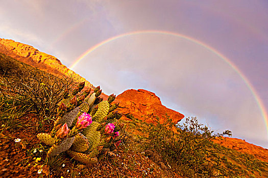 彩虹,上方,火焰谷州立公园,内华达,美国
