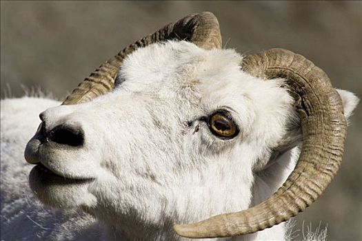 野大白羊,白大角羊,肖像,母羊,绵羊,山,克卢恩国家公园,育空地区,加拿大