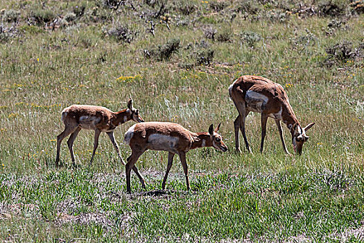 叉角羚,布莱斯峡谷国家公园,犹他,美国,北美