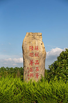 山东临沂,沂蒙山区,乡村茶园中茶文化石刻