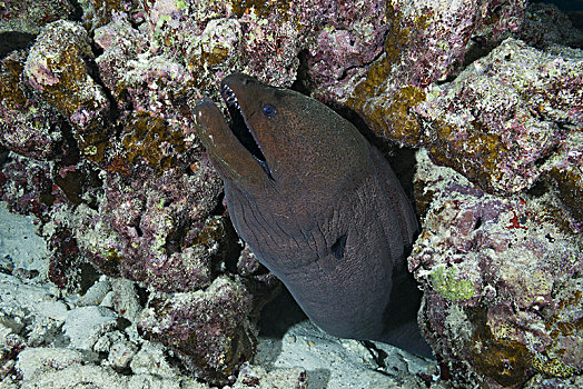 巨大,海鳗,裸胸鳝属,印度洋,马尔代夫,亚洲