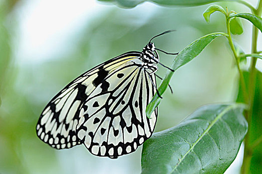 大白斑蝶,大帛斑蝶,坐,叶子,侧面视角