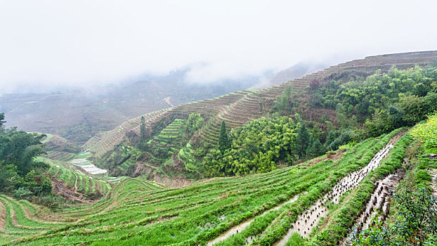 风景,湿,阶梯状,稻米,床