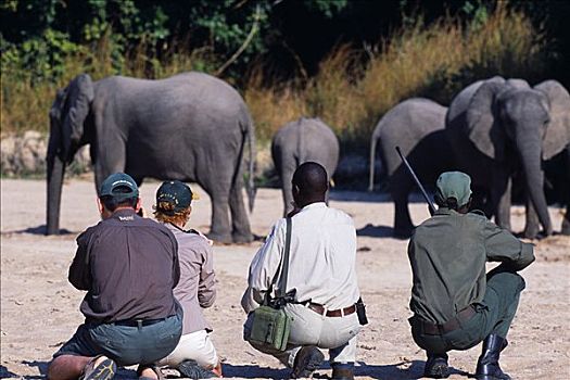 赞比亚,南卢安瓜国家公园,特写,大象,游戏,走,住宿