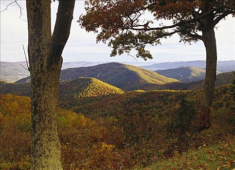 褐色,山,遮盖,秋天,彩色,落叶林,仙纳度国家公园,弗吉尼亚