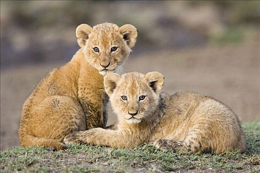 非洲狮,狮子,4-5岁,星期,老,幼兽,脆弱,马赛马拉国家保护区,肯尼亚