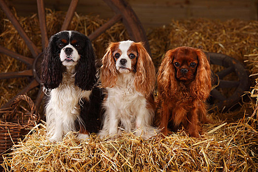 查尔斯王犬,红宝石,三种颜色,布伦海姆,三个,狗,坐,靠近,相互,稻草,谷仓