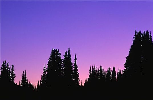 日落,上方,雷尼尔山国家公园,华盛顿,美国