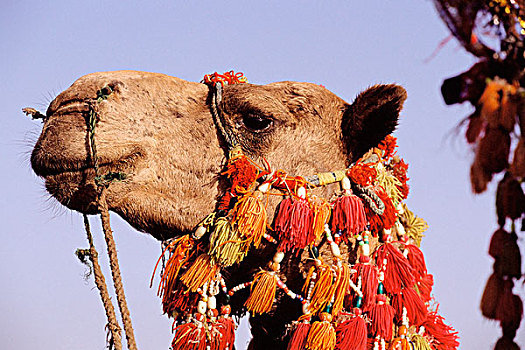 巴基斯坦,信德省,卡拉奇,骆驼,穿