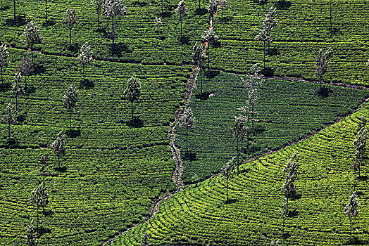 茶,植物,山茶,高地,培育,中央省,斯里兰卡,亚洲