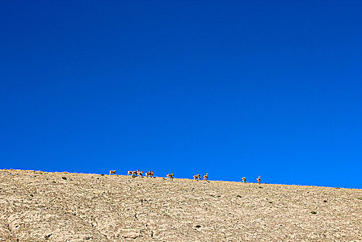 蓝天白云下的藏羚羊