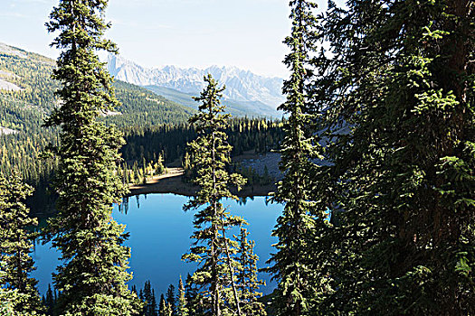 平和,蓝湖,围绕,树林,落基山脉,班芙国家公园,艾伯塔省,加拿大