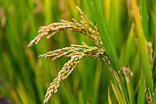水稻稻田风景